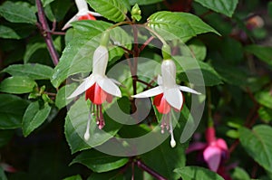 Two delicate white and red fucsia flowers in a sunny summer garden