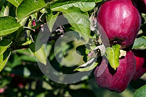 Two Delicious Apples