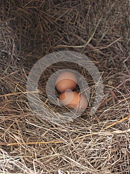 Two brown chicken eggs lie in the nest of a chicken on the farm