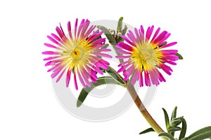 Two delosperma flowers