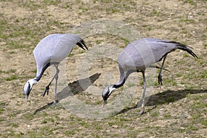 Two demoiselle cranes