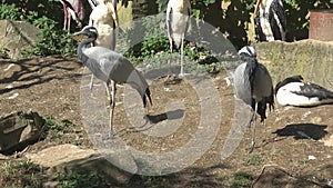 Two Demoiselle Cranes Grus virgo in the bird park