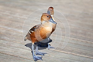 Two dendrocygna bicolor whistling ducks fulvous color on wooden background close up photo