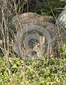 Two Desert Cottontail Rabbits Sylvilagus audubonii in the Meadow