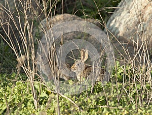 Two Desert Cottontail Rabbits Sylvilagus audubonii in the Meadow