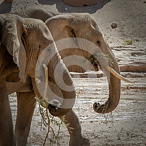 Two desert elephants