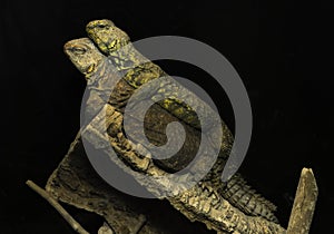 Two desert iguana mates lying together on a tree branch