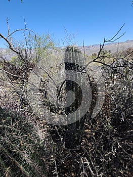 Two Desert Wild  Barrel Cactus Vegatation Skyscape Scene photography