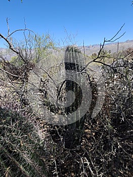 Two Desert Wild  Barrel Cactus Vegatation Skyscape Scene photography photo