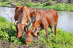 Two Desi Gir Cows of India. Cow is eating grass on a field. or Girolando dairy cows Gyr cattle