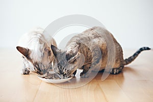 Two Devon Rex cats are eating and sharing dry food from the white ceramic plate