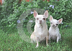 Two difference size Chihuahua dogs sitting on green grass in the garden, smiling and looking at camera, selective focus on big dog