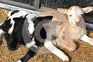 Baby lambs on the farm