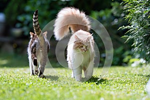 Two different breed cats walking past each other