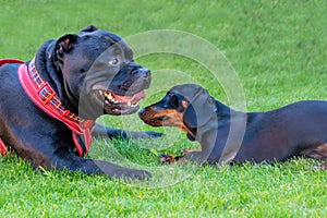 Two different breeds of dog, a Staffordshire Bull Terrier dog and a Miniature Dachshund puppy lying on grass after playing.