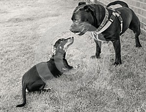 Two different breeds of dog, a Staffordshire Bull Terrier dog and a Miniature Dachshund puppy socialising.