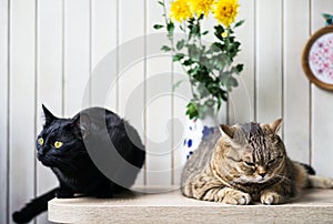 Two different cats are sitting near a vase with yellow chrysanthemums
