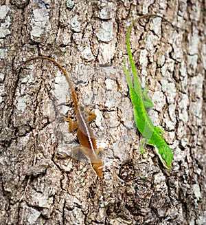 Two lizards on a tree.