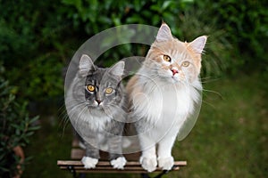 Two different colored maine coon cats side by side