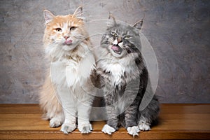 Dve odlišný farebný mýval mačky lepenie von jazyk portrét 