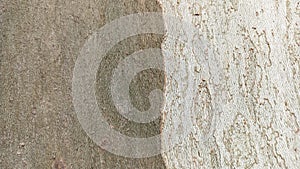 Two different colors on the square of one tree tree