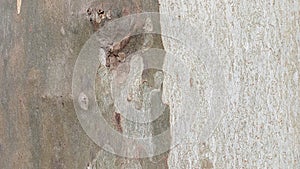 Two different colors on the square of one tree tree