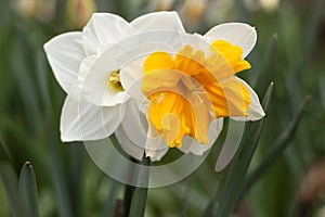 Two different daffodils grow in a flower bed. One narcissus is white, the other with a yellow center, background