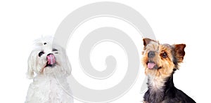 Two different dogs looking up