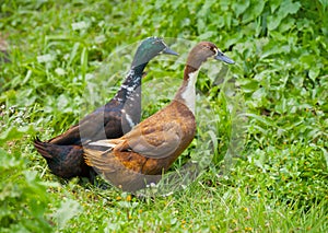 Two different genders ducks on meadow