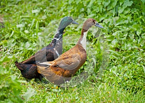 Two different genders ducks on meadow photo