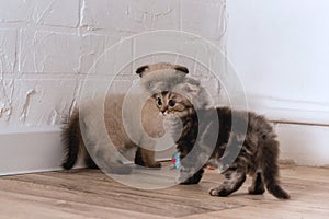 Two different kittens are standing on the floor near the wall and looking away. There is cloth mouse toy on the floor