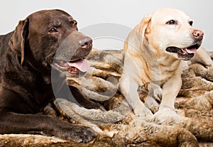 Two different labrador retriever