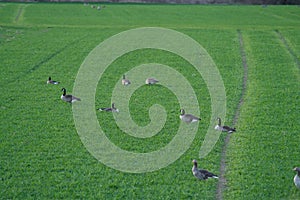 two different pairs of geese in a green meadow, Canada Goose and Greylag Goose