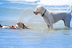 Two dogs in surf playing with stick