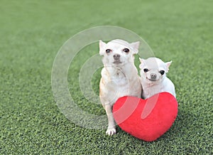 Two different size Chihuahua dogs sitting  with red heart shape pillow on green grass, smiling and looking at camera. Valentine`s