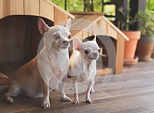 Two different size  short hair  Chihuahua dogs sitting in front of two wooden dog`s houses in balcony with  house plant pots