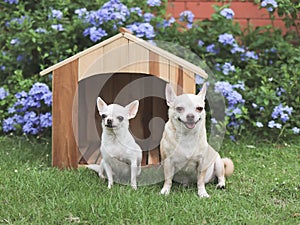 two different size short hair Chihuahua dogs sitting in front of wooden dog house, Purple flowers garden background