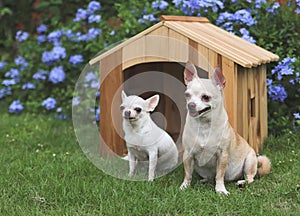 two different size short hair Chihuahua dogs sitting in front of wooden dog house, Purple flowers garden background