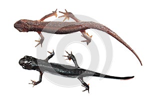 Two different species of newts isolated on white background. Common newt and Japanese fire belly newt