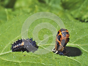 Two different stages of life cicle of ladybird - larvae and pupa photo