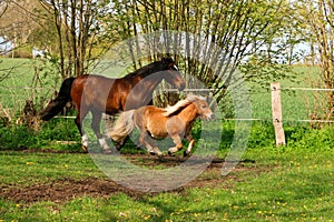 Two different tall horses are running on the paddock