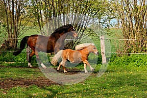 Two different tall horses are running on the paddock