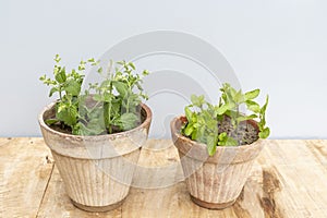 Two different varieties of mints herbs in clay pot