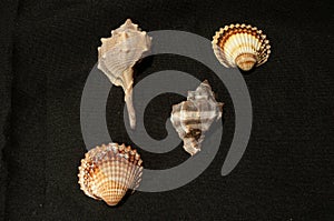 Two different welk shells with two scallop shells