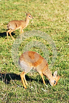 Two Dik-dik antelopes