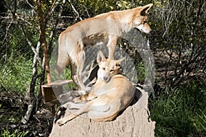 The two dingos are resting on a log