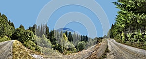 Two Dirt Roads in the Woods Panorama