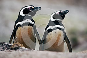 Two dirty bird in the ground hole, Penguin i nthe nest. Magellanic penguin, Spheniscus magellanicus, nesting season. Animals in th