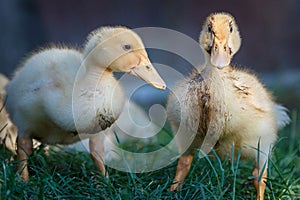 Two dirty little ducklings