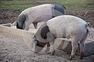 Two dirty pigs eating at the trough